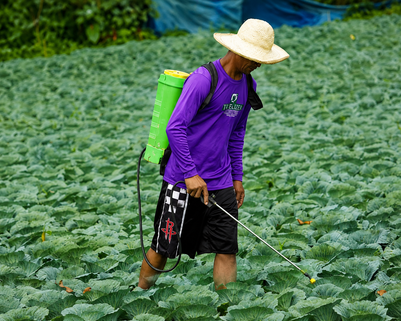 Treelizer field application among vegetable crops
