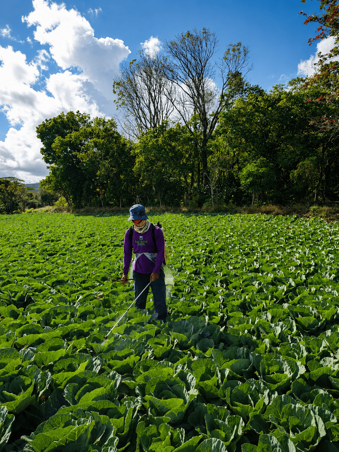 Farmer working among vegetable crops